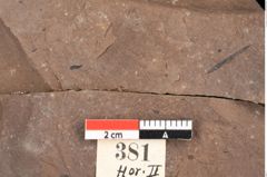 Foto (Detailansicht) von Poacites rigidus Heer (NHMW-GEO-2024-0188-0381)